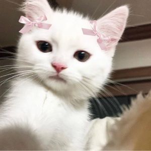 Meet your Posher, Catt